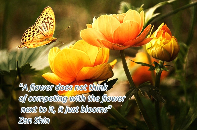 Counsellor & Psychotherapist, Donegal Town, Ireland - quote - "A flower does not think of competing with the flower  next to it, it just blooms"  Zen Shin